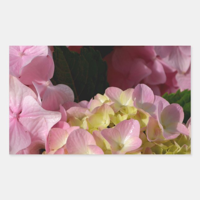 Pink Cream Hydrangeas gelb rosa grüne Blüte Rechteckiger Aufkleber (Vorderseite)