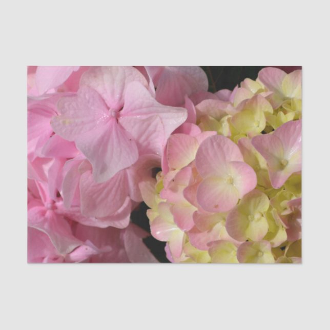 Pink Cream Hydrangeas gelb rosa grüne Blüte Seidenpapier (Vorderseite)