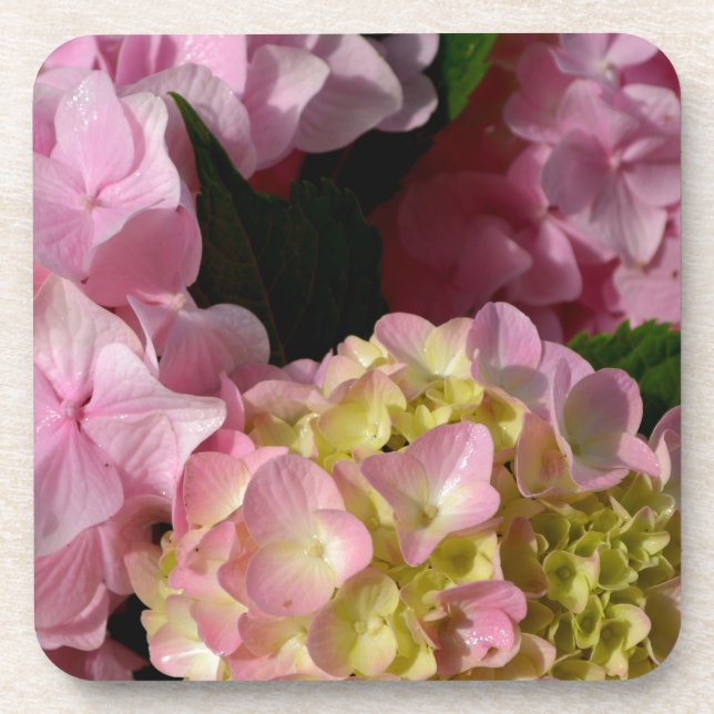 Pink Cream Hydrangeas gelb rosa grüne Blüte Untersetzer (Vorderseite)