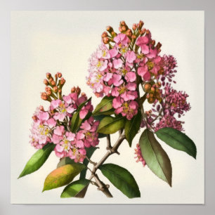 Pink Crepe Myrtle Blume Art Print Poster