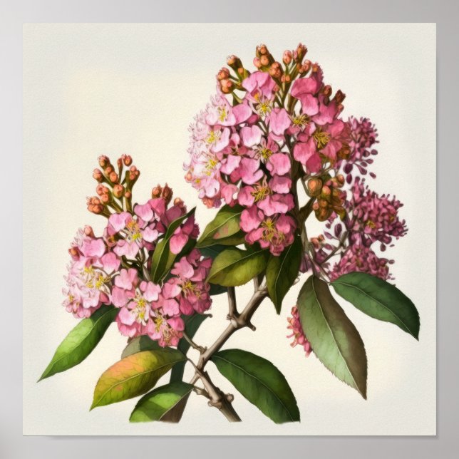 Pink Crepe Myrtle Blume Art Print Poster (Vorne)