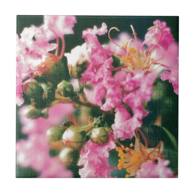Pink Crepe Myrtle Fliese (Vorderseite)