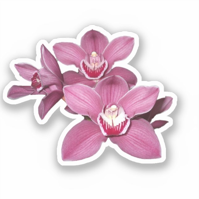 Pink Cymbidium Orchid Blume Aufkleber (Vorderseite)