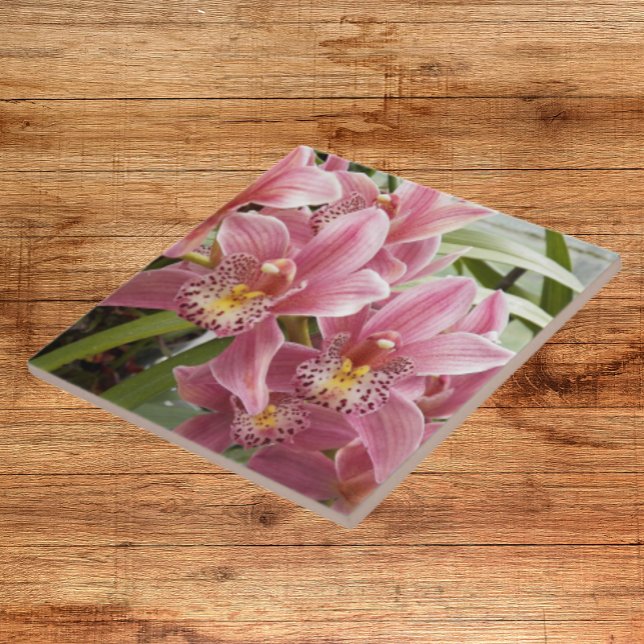 Pink Cymbidium Orchids Floral Fliese (In Situ)