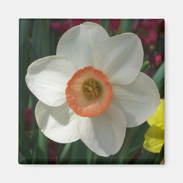 Pink Daffodin Frühlingszeit Blume Magnet (Vorne)