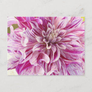 Pink Dahlia Blossom Postkarte