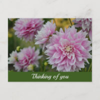 Pink Dahlia Blume im RHS Garden Denken Sie an Sie