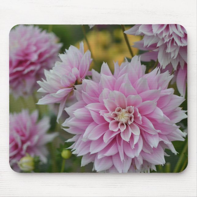 Pink Dahlia Blume im RHS Garden Wisley Mousepad (Vorne)