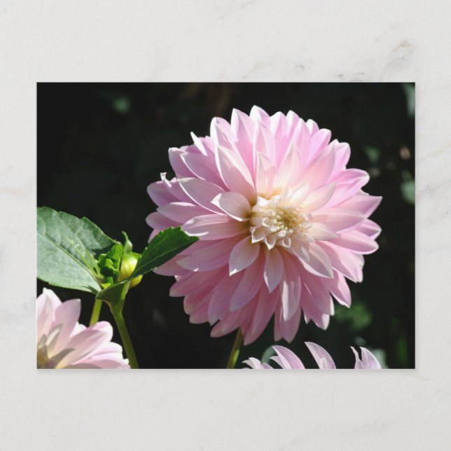 Pink Dahlia Blume Postkarten Sommer Flora (Vorderseite)