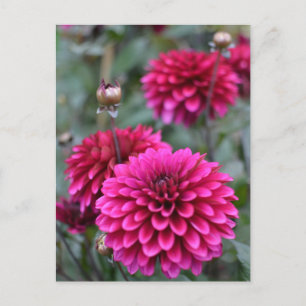 Pink Dahlia Floral Foto Postkarte