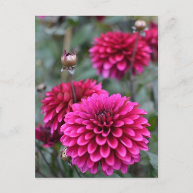 Pink Dahlia Floral Foto Postkarte (Vorderseite)