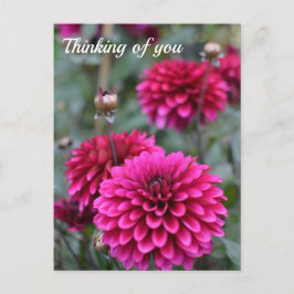Pink Dahlia Floral Fotografie Postkarte