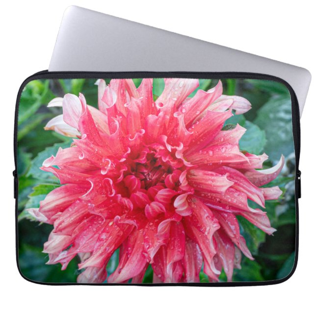 Pink Dahlia Fotografie, kanadische Blume Laptopschutzhülle (Vorderseite)