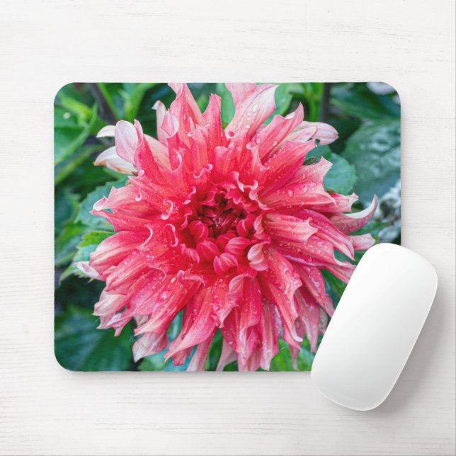 Pink Dahlia Fotografie, kanadische Blume Mousepad (Mit Mouse)