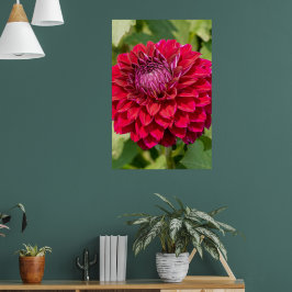 Pink Dahlia Fotografie, kanadische Blume Poster