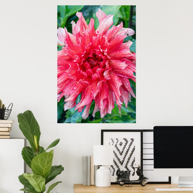 Pink Dahlia Fotografie, kanadische Schönheit Poster (Heimbüro)