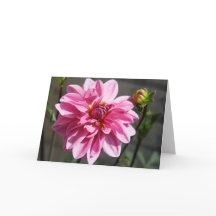 Pink Dahlia Grußkarte