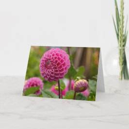 Pink Dahlia Karte