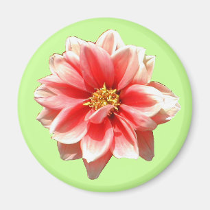 Pink Dahlia Magnet