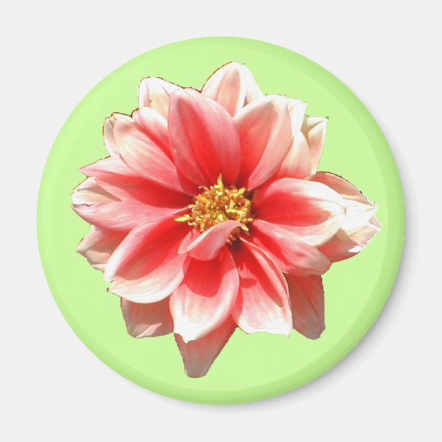 Pink Dahlia Magnet (Vorne)