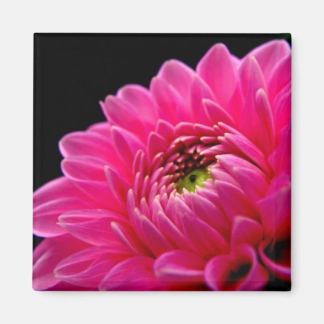 Pink Dahlia Magnet (Vorne)