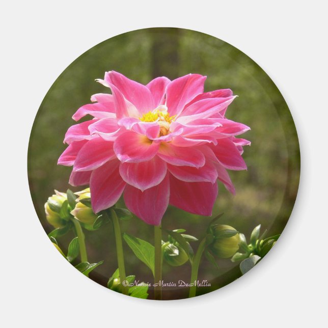Pink Dahlia-Magnet Magnet (Vorne)