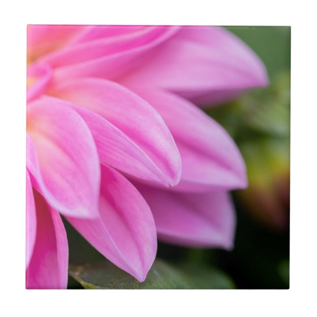 Pink Dahlia Petals Fliese (Vorderseite)