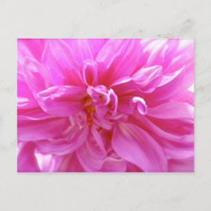 Pink Dahlia Postkarte