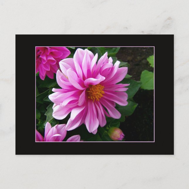 Pink Dahlia Postkarte (Vorderseite)