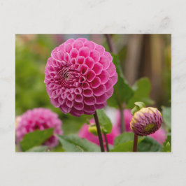 Pink Dahlia Postkarte