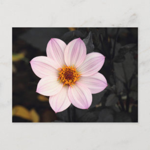 Pink Dahlia Postkarte