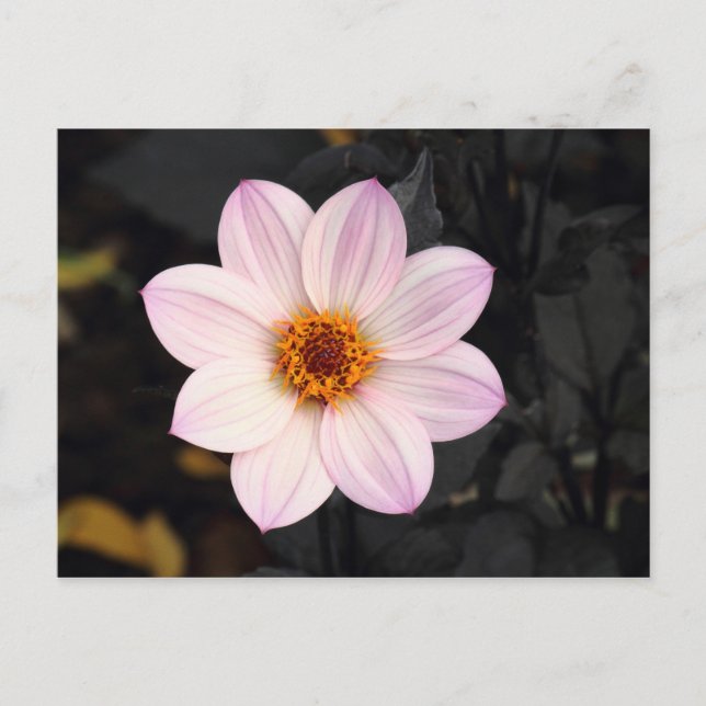 Pink Dahlia Postkarte (Vorderseite)