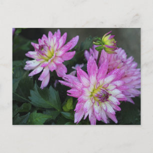 Pink-Dahlia-Postkarte Postkarte