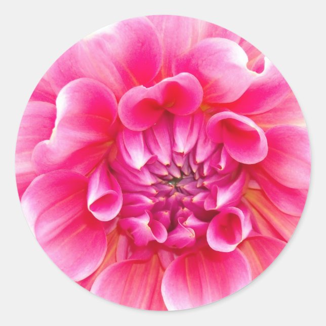 Pink Dahlia Runder Aufkleber (Vorderseite)