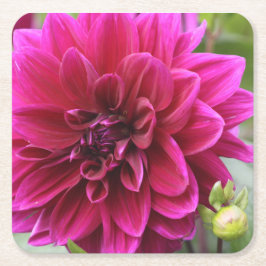 Pink Dahlia Untersetzer