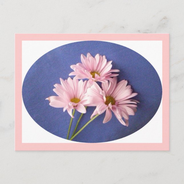 Pink Daisies Postkarte (Vorderseite)