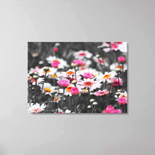 Pink Daisis: Farbdruckfoto der rosa Blume Leinwanddruck (Vorderseite)
