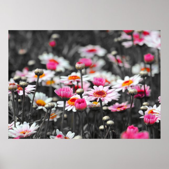 Pink Daisis: Farbdruckfoto der rosa Blume Poster (Vorne)