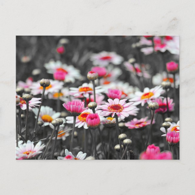 Pink Daisis: Farbdruckfoto der rosa Blume Postkarte (Vorderseite)