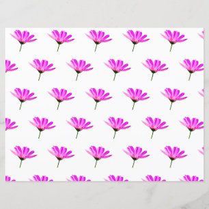 Pink Daisy