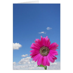 Pink Daisy