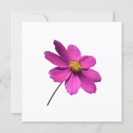 PINK DAISY, BLANK JEDER ANLASS CARD EINLADUNG