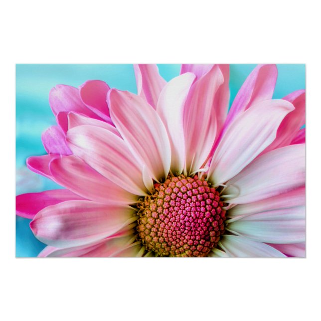 Pink Daisy Blume Bloom Poster (Vorderseite)