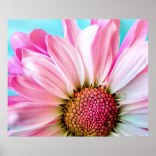Pink Daisy Blume Bloom Poster