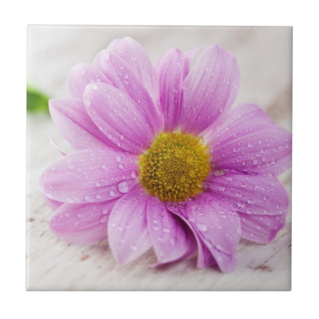 Pink Daisy Blume Keramik Tile Untersetzer (Vorderseite)