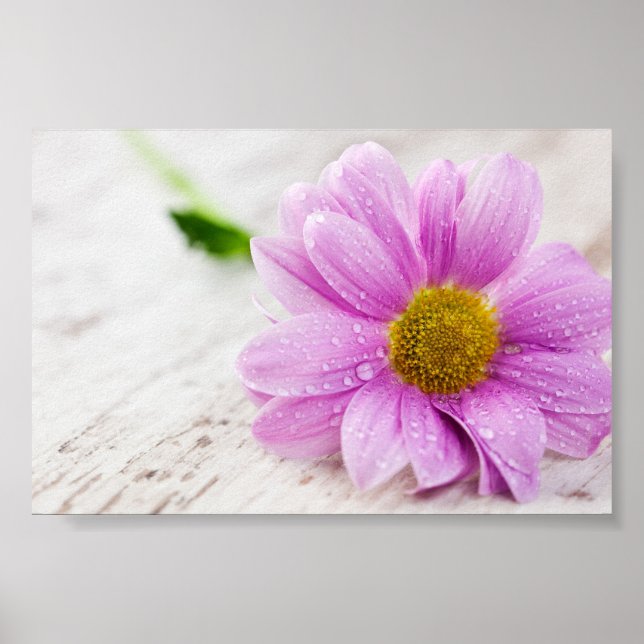 Pink Daisy Blume Value Poster (Vorne)