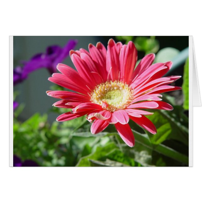 Pink Daisy Card (Vorderseite (Horizontal))