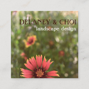 Pink Daisy Foto Landscaper Garden Wildblume Quadratische Visitenkarte