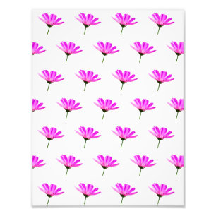 Pink Daisy Fotodruck