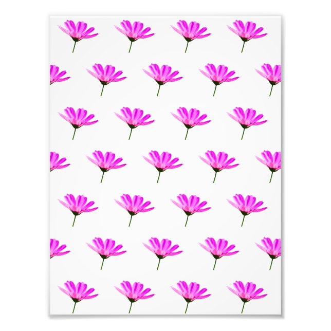 Pink Daisy Fotodruck (Vorne)